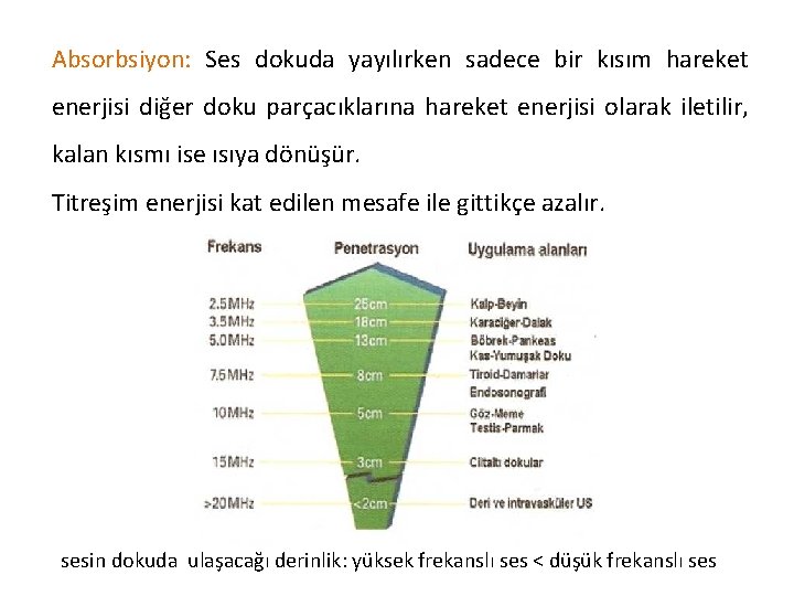 Absorbsiyon: Ses dokuda yayılırken sadece bir kısım hareket enerjisi diğer doku parçacıklarına hareket enerjisi