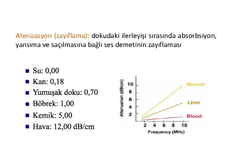 Atenüasyon (zayıflama): dokudaki ilerleyişi sırasında absorbsiyon, yansıma ve saçılmasına bağlı ses demetinin zayıflaması 