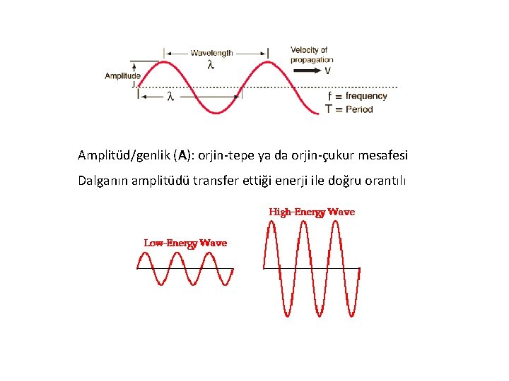 Amplitüd/genlik (A): orjin-tepe ya da orjin-çukur mesafesi Dalganın amplitüdü transfer ettiği enerji ile doğru