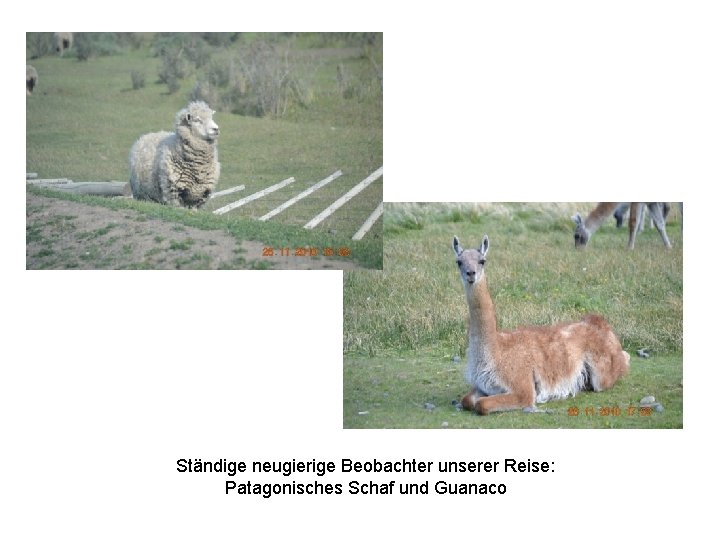 Ständige neugierige Beobachter unserer Reise: Patagonisches Schaf und Guanaco 