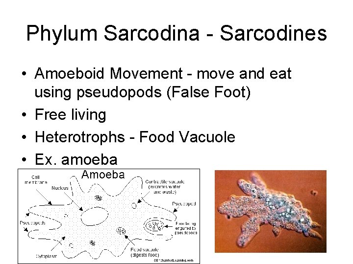 Phylum Sarcodina - Sarcodines • Amoeboid Movement - move and eat using pseudopods (False