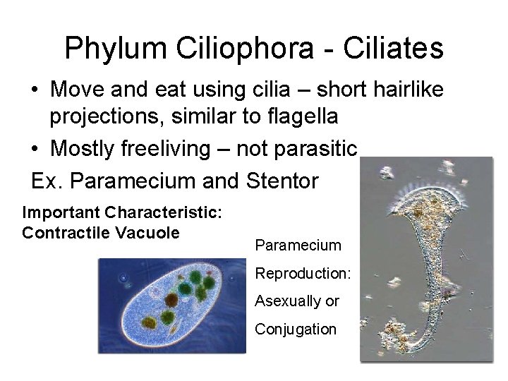 Phylum Ciliophora - Ciliates • Move and eat using cilia – short hairlike projections,