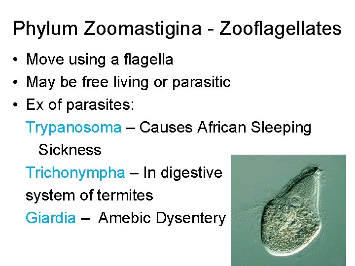 Phylum Zoomastigina - Zooflagellates • Move using a flagella • May be free living