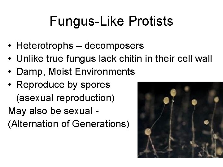 Fungus-Like Protists • • Heterotrophs – decomposers Unlike true fungus lack chitin in their