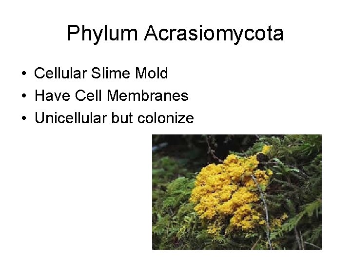 Phylum Acrasiomycota • Cellular Slime Mold • Have Cell Membranes • Unicellular but colonize