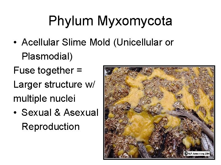 Phylum Myxomycota • Acellular Slime Mold (Unicellular or Plasmodial) Fuse together = Larger structure