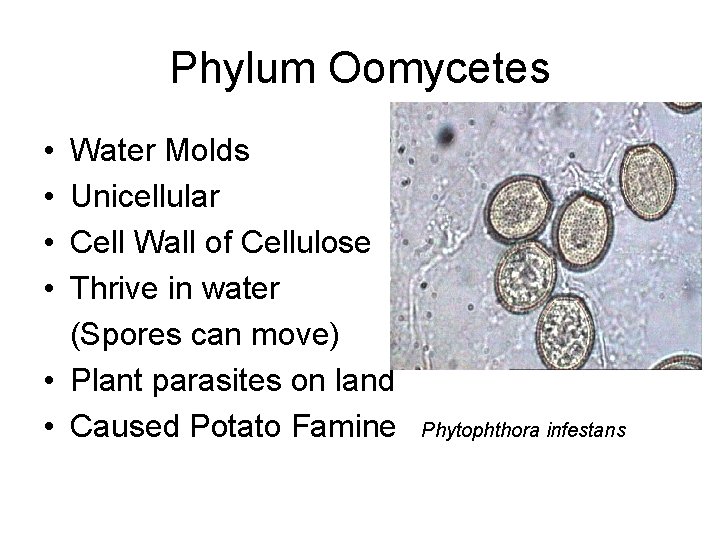 Phylum Oomycetes • • Water Molds Unicellular Cell Wall of Cellulose Thrive in water