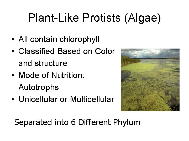 Plant-Like Protists (Algae) • All contain chlorophyll • Classified Based on Color and structure