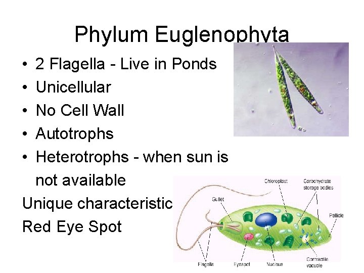Phylum Euglenophyta • • • 2 Flagella - Live in Ponds Unicellular No Cell