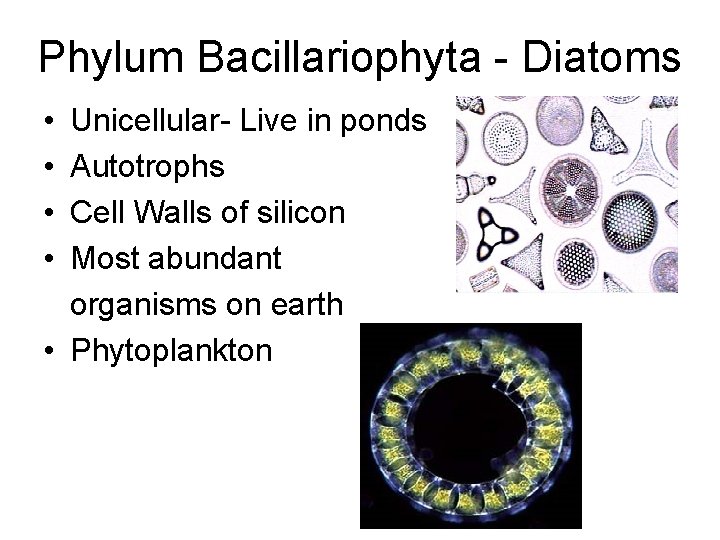 Phylum Bacillariophyta - Diatoms • • Unicellular- Live in ponds Autotrophs Cell Walls of