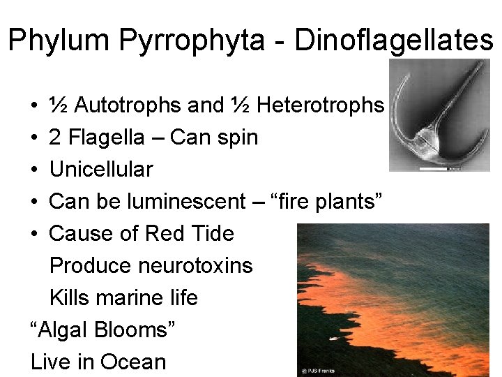 Phylum Pyrrophyta - Dinoflagellates • • • ½ Autotrophs and ½ Heterotrophs 2 Flagella