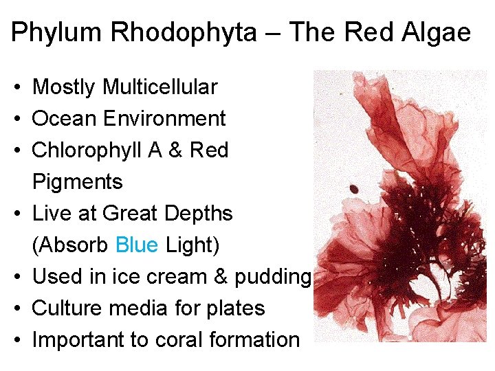 Phylum Rhodophyta – The Red Algae • Mostly Multicellular • Ocean Environment • Chlorophyll