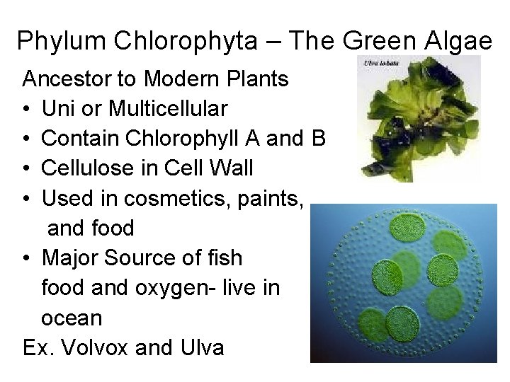 Phylum Chlorophyta – The Green Algae Ancestor to Modern Plants • Uni or Multicellular