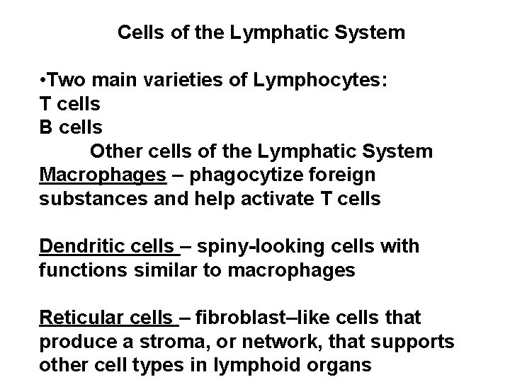 Cells of the Lymphatic System • Two main varieties of Lymphocytes: T cells B