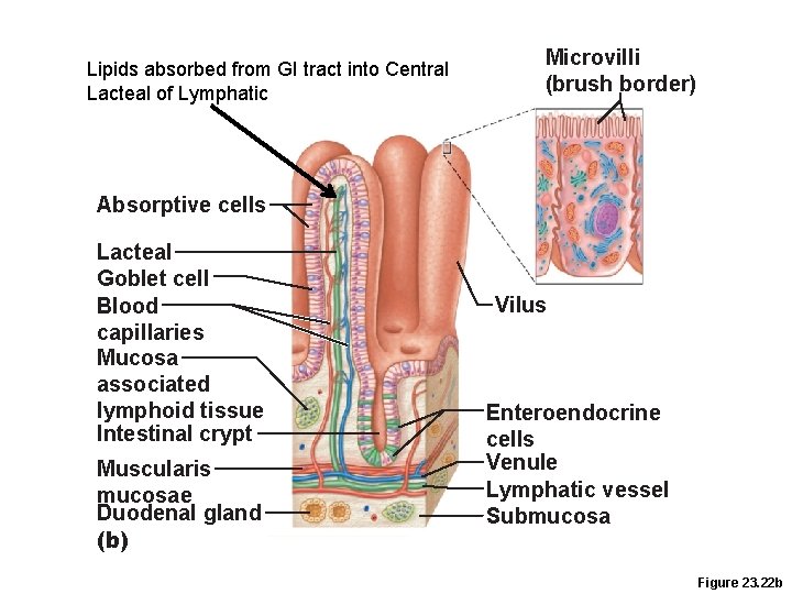 Lipids absorbed from GI tract into Central Lacteal of Lymphatic Microvilli (brush border) Absorptive