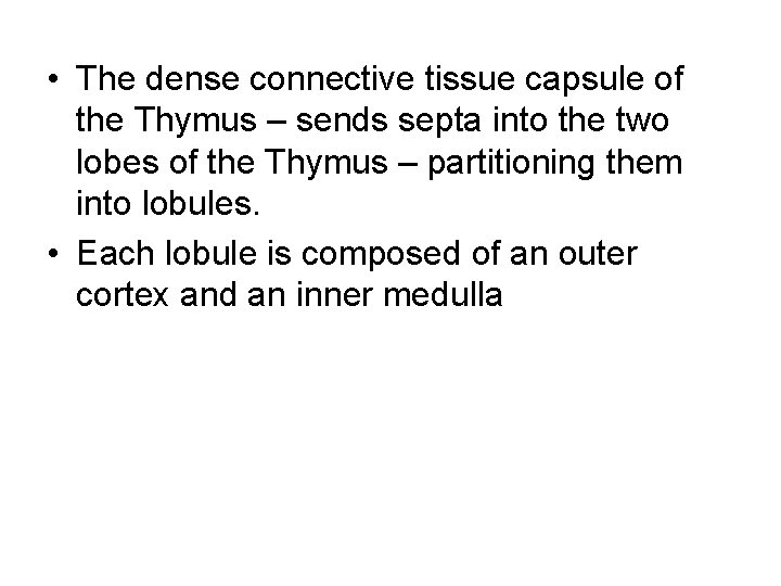  • The dense connective tissue capsule of the Thymus – sends septa into