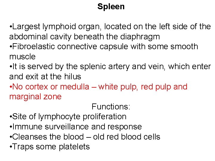 Spleen • Largest lymphoid organ, located on the left side of the abdominal cavity