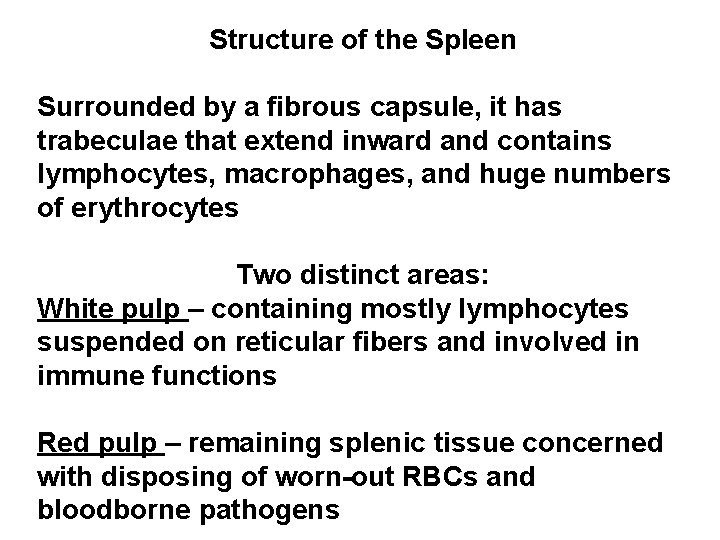 Structure of the Spleen Surrounded by a fibrous capsule, it has trabeculae that extend