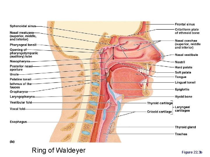 Ring of Waldeyer Figure 22. 3 b 