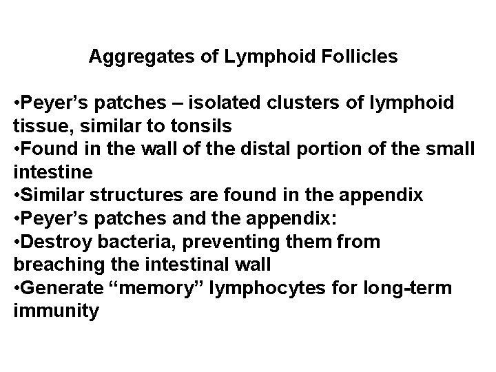 Aggregates of Lymphoid Follicles • Peyer’s patches – isolated clusters of lymphoid tissue, similar