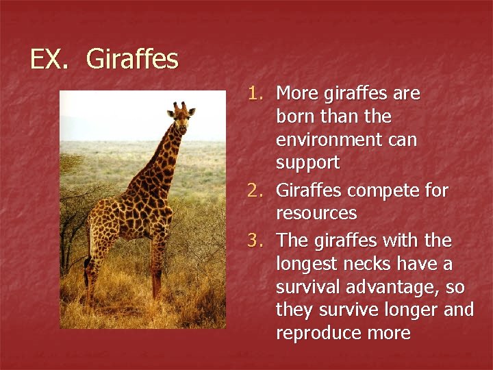 EX. Giraffes 1. More giraffes are born than the environment can support 2. Giraffes