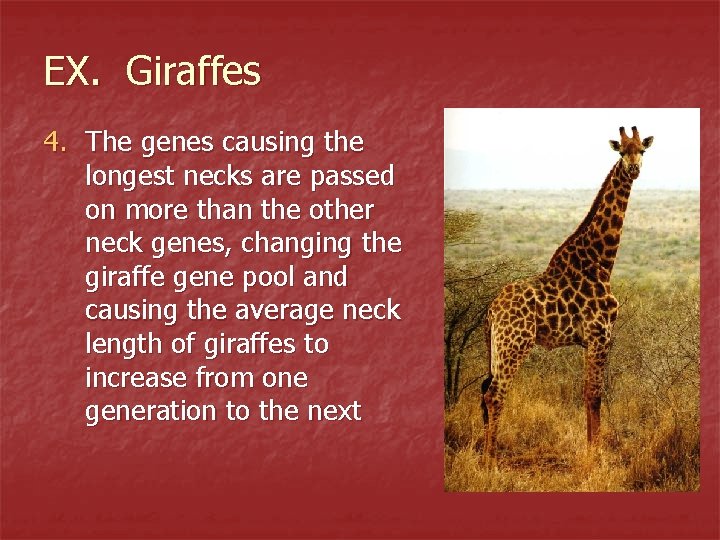 EX. Giraffes 4. The genes causing the longest necks are passed on more than