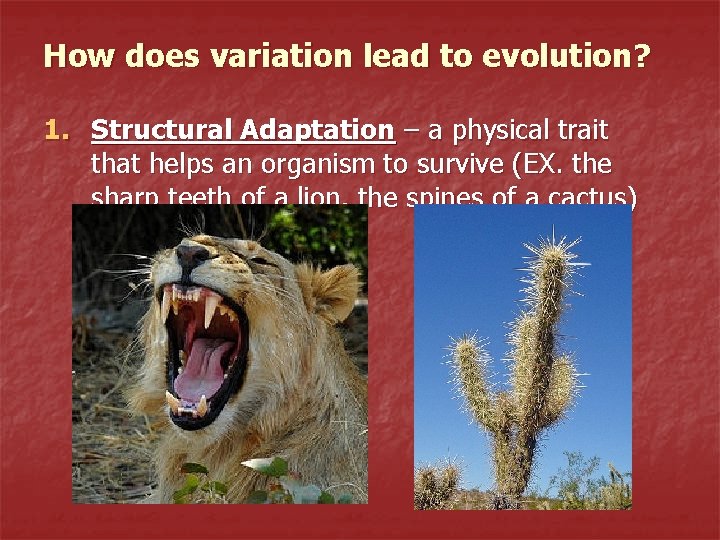 How does variation lead to evolution? 1. Structural Adaptation – a physical trait that