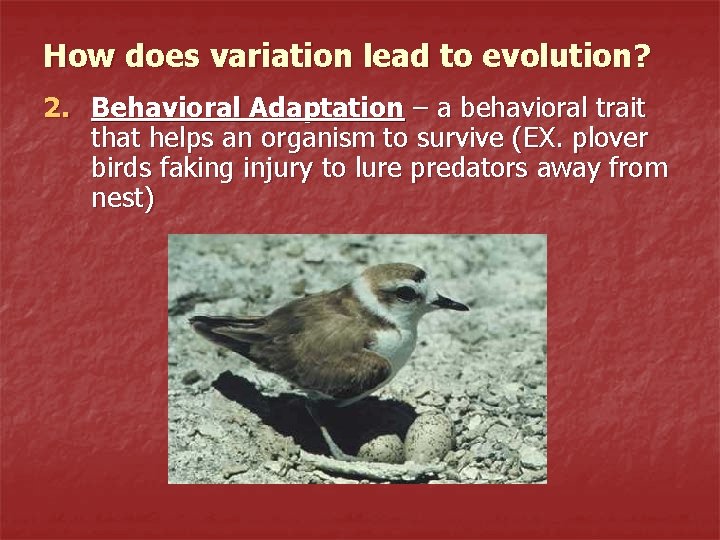 How does variation lead to evolution? 2. Behavioral Adaptation – a behavioral trait that