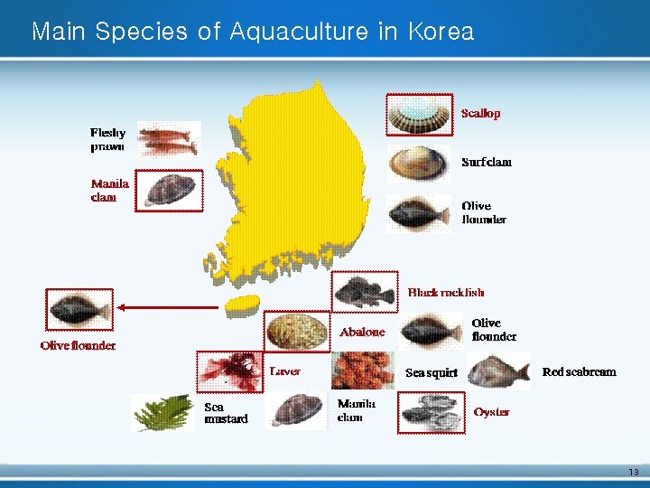 Main Species of Aquaculture in Korea 13 