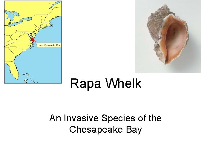 Rapa Whelk An Invasive Species of the Chesapeake Bay 