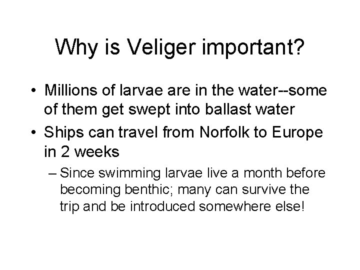 Why is Veliger important? • Millions of larvae are in the water--some of them