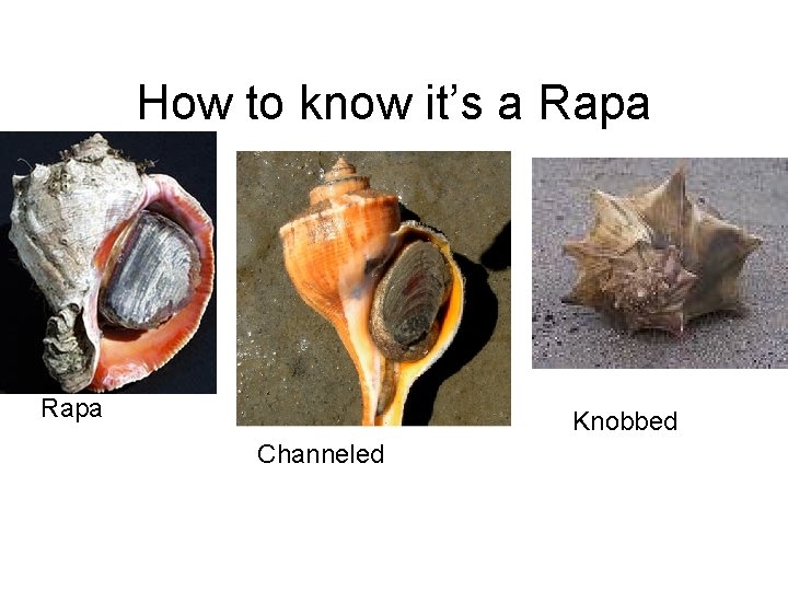 How to know it’s a Rapa Knobbed Channeled 