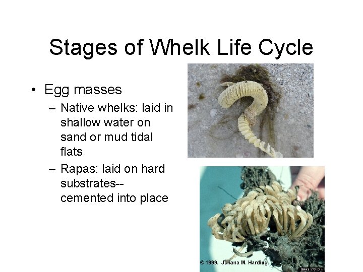 Stages of Whelk Life Cycle • Egg masses – Native whelks: laid in shallow