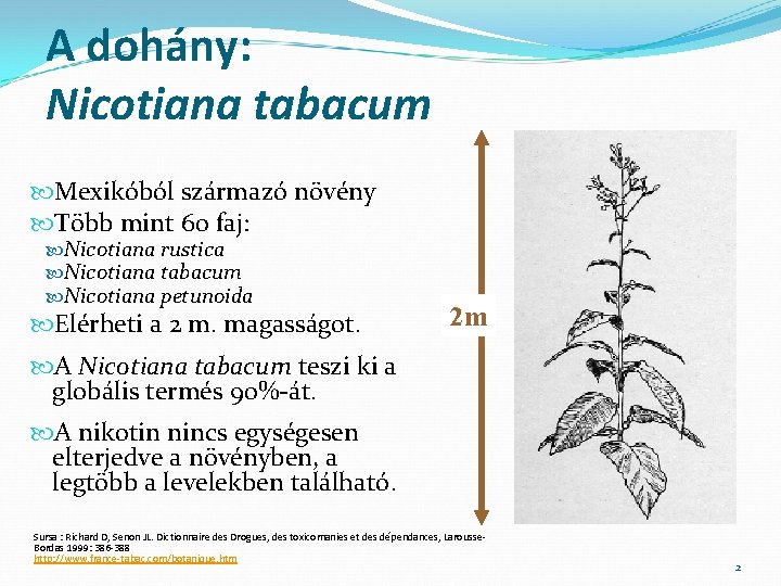 A dohány: Nicotiana tabacum Mexikóból származó növény Több mint 60 faj: Nicotiana rustica Nicotiana