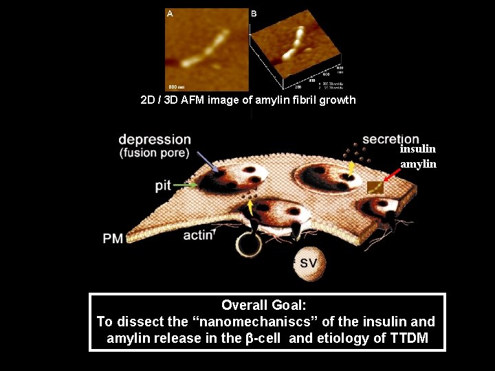 2 D / 3 D AFM image of amylin fibril growth insulin amylin Overall 2 D / 3 D AFM image of amylin fibril growth insulin amylin Overall