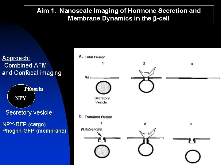 Aim 1. Nanoscale Imaging of Hormone Secretion and Membrane Dynamics in the b-cell Approach: Aim 1. Nanoscale Imaging of Hormone Secretion and Membrane Dynamics in the b-cell Approach: