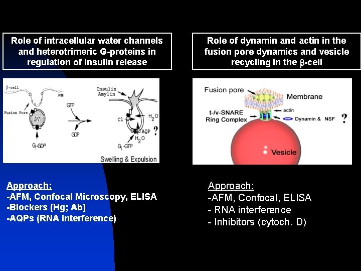 Role of intracellular water channels and heterotrimeric G-proteins in regulation of insulin release Approach: Role of intracellular water channels and heterotrimeric G-proteins in regulation of insulin release Approach: