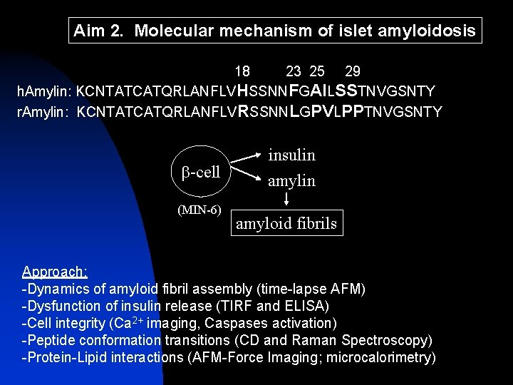 Aim 2. Molecular mechanism of islet amyloidosis 18 23 25 29 h. Amylin: KCNTATCATQRLANFLVHSSNNFGAILSSTNVGSNTY Aim 2. Molecular mechanism of islet amyloidosis 18 23 25 29 h. Amylin: KCNTATCATQRLANFLVHSSNNFGAILSSTNVGSNTY
