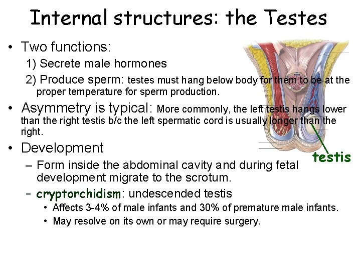 Internal structures: the Testes • Two functions: 1) Secrete male hormones 2) Produce sperm: