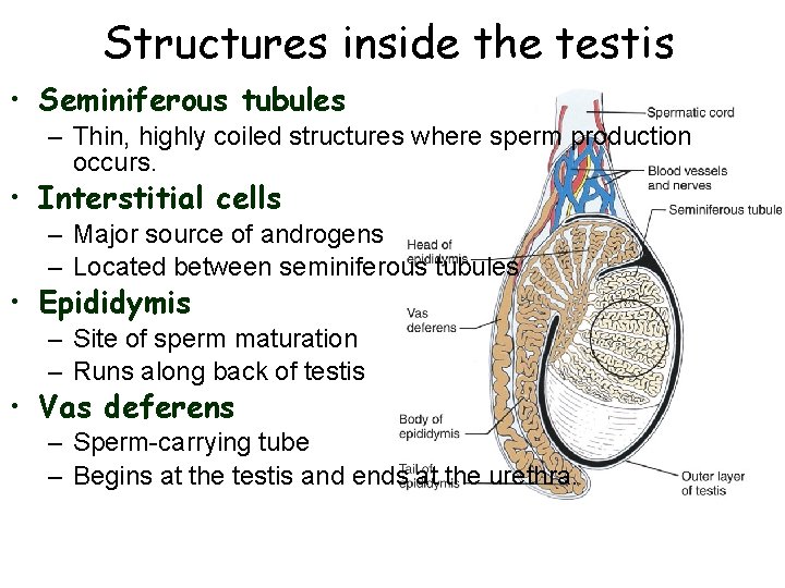 Structures inside the testis • Seminiferous tubules – Thin, highly coiled structures where sperm