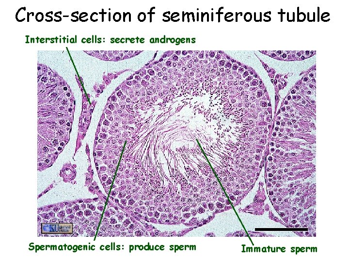 Cross-section of seminiferous tubule Interstitial cells: secrete androgens Spermatogenic cells: produce sperm Immature sperm