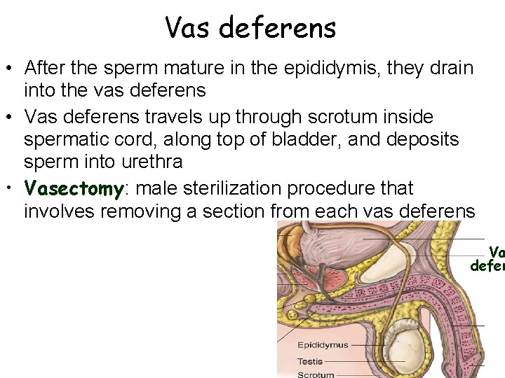 Vas deferens • After the sperm mature in the epididymis, they drain into the
