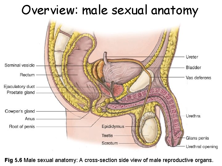 Overview: male sexual anatomy Fig 5. 6 Male sexual anatomy: A cross-section side view