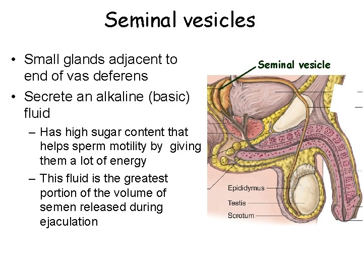 Seminal vesicles • Small glands adjacent to end of vas deferens • Secrete an