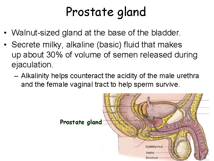 Prostate gland • Walnut-sized gland at the base of the bladder. • Secrete milky,