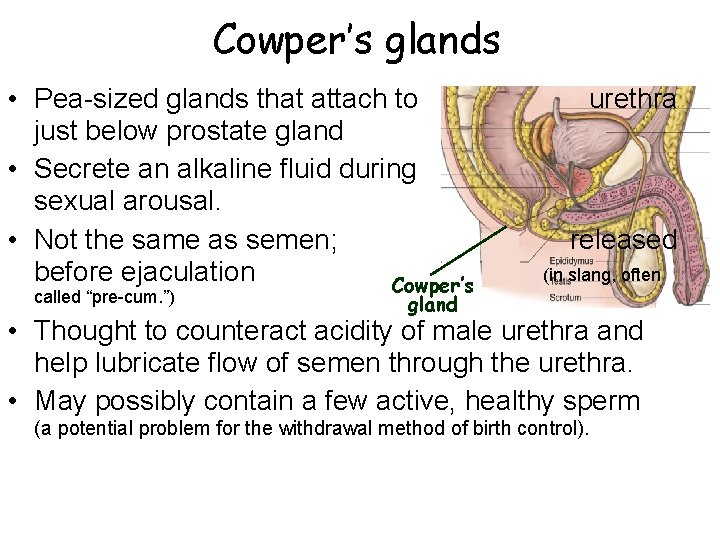 Cowper’s glands • Pea-sized glands that attach to just below prostate gland • Secrete