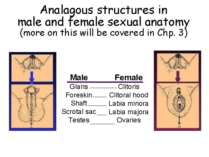 Analagous structures in male and female sexual anatomy (more on this will be covered