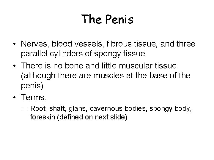 The Penis • Nerves, blood vessels, fibrous tissue, and three parallel cylinders of spongy