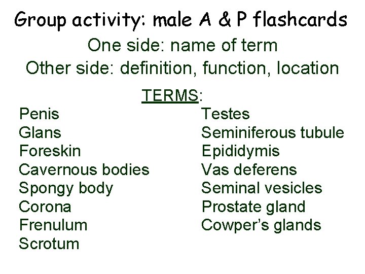Group activity: male A & P flashcards One side: name of term Other side: