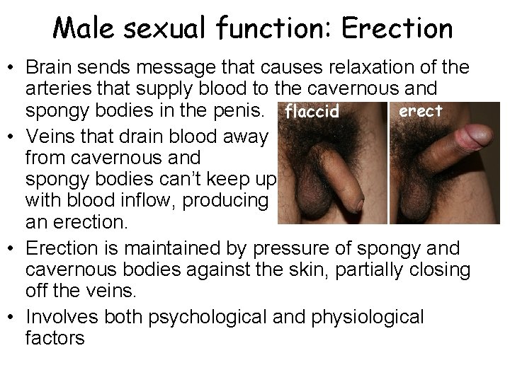 Male sexual function: Erection • Brain sends message that causes relaxation of the arteries